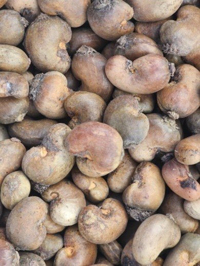 President Bio Tours 1,000-acre cashew farm in the Bo-