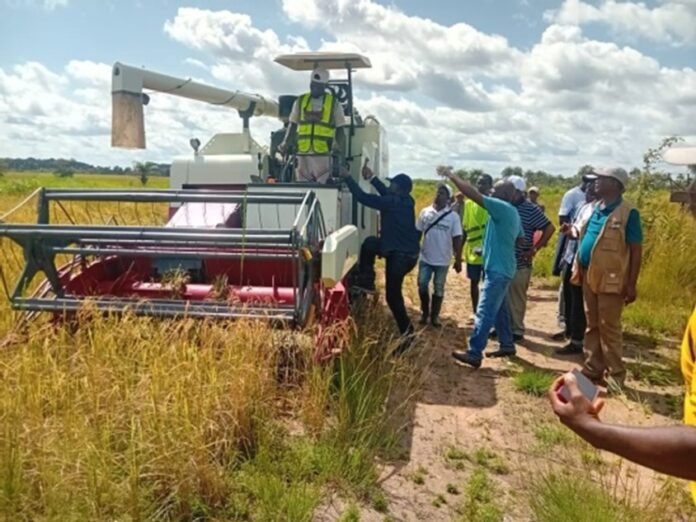 SIERRATEC'S Symbolic Harvest Marks Progress for Salone Food Security